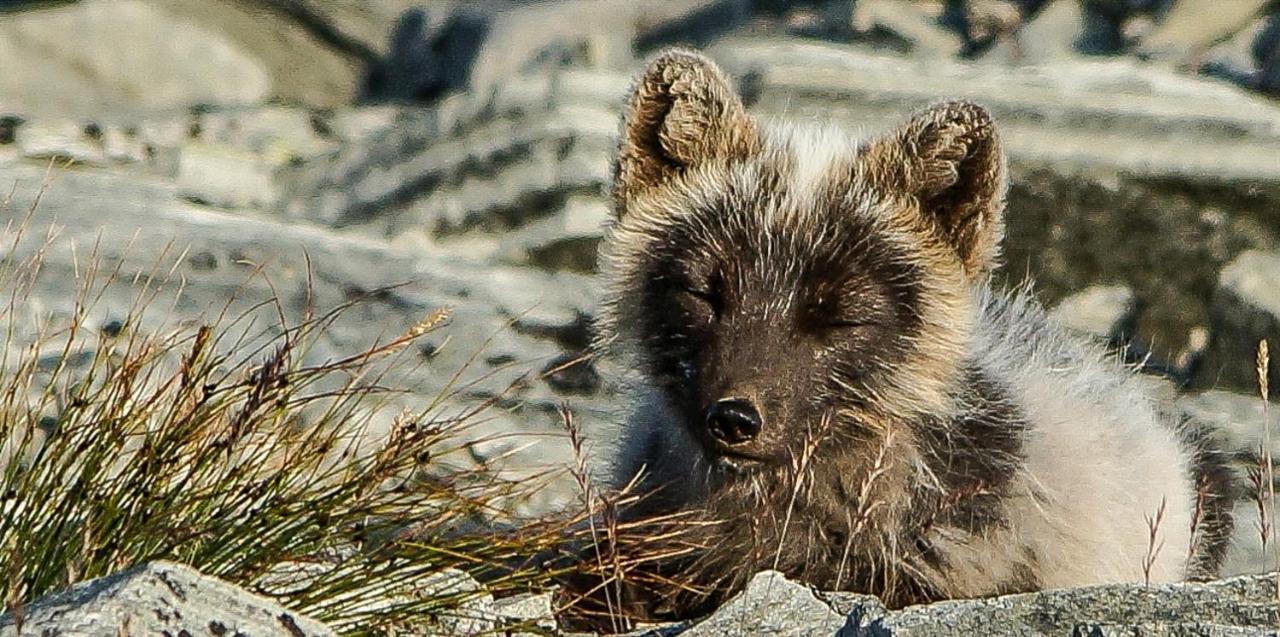 Snohetta Camping Hjerkinn Kültér fotó